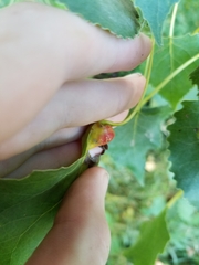 Pemphigus populicaulis