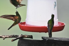 Boissonneaua flavescens