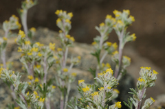 Artemisia umbelliformis