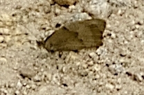 Satyrinae