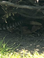 Crotalus oreganus helleri