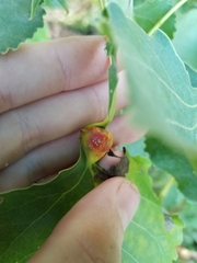 Pemphigus populicaulis