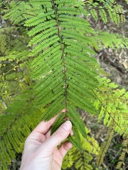 Jacaranda mimosifolia