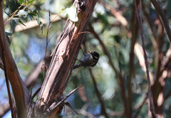 Melithreptus validirostris