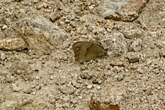Satyrinae