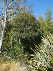 Pseudopanax crassifolius