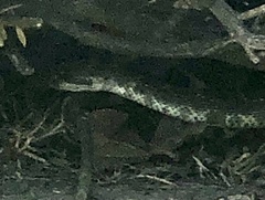 Crotalus oreganus helleri