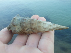 Pyrazus ebeninus