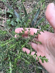 Ozothamnus diosmifolius