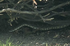 Crotalus oreganus helleri