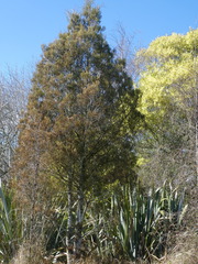 Dacrycarpus dacrydioides