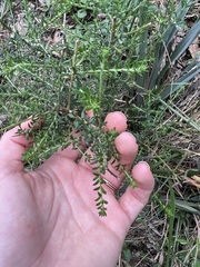 Ozothamnus diosmifolius