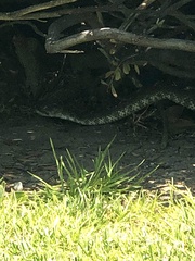 Crotalus oreganus helleri