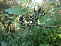 Plagianthus regius