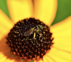 Anthophila