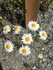 Tripleurospermum inodorum