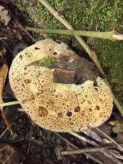Pseudoinonotus