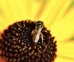 Anthophila
