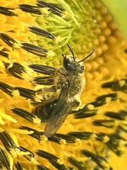 Andrena helianthi