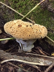 Pseudoinonotus