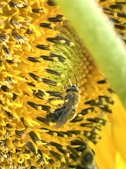 Andrena helianthi