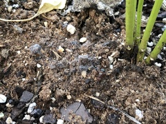 Delphinia picta