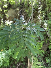 Piptadenia obliqua