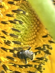 Andrena helianthi