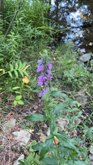 Stachys palustris