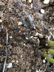 Delphinia picta