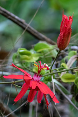 Passiflora tholozanii