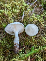 Clitopilus prunulus