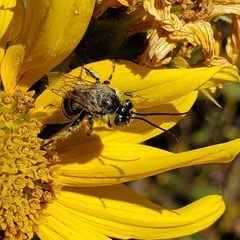 Anthophila