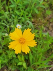 Coreopsis