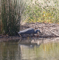 Egretta novaehollandiae