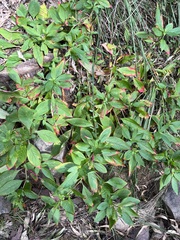 Phytolacca octandra
