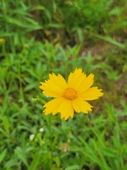 Coreopsis