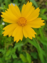 Coreopsis