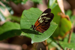 Heliconius erato amazona