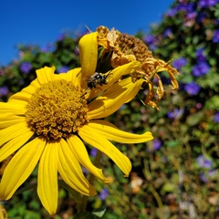 Anthophila