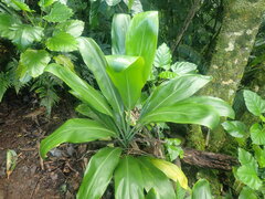 Cordyline fruticosa