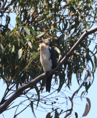 Microcarbo melanoleucos