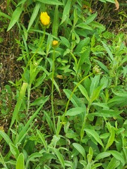 Coreopsis