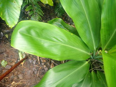 Cordyline fruticosa