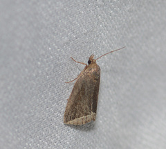 Capis curvata
