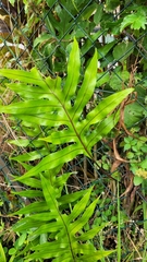 Microsorum scolopendria