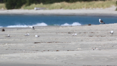 Thinornis cucullatus