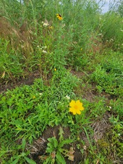 Coreopsis