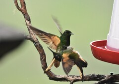 Boissonneaua flavescens