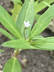 Oldenlandia corymbosa